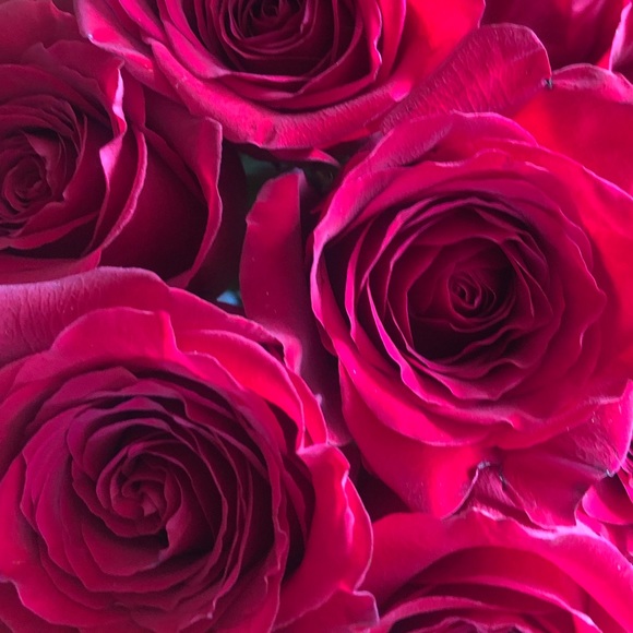 Meet your Posher, Leila - Picture 2 of 2